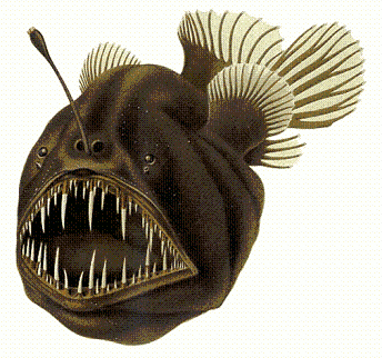 Humpback_anglerfish2.PNG